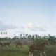 Horses near Cap Cana.